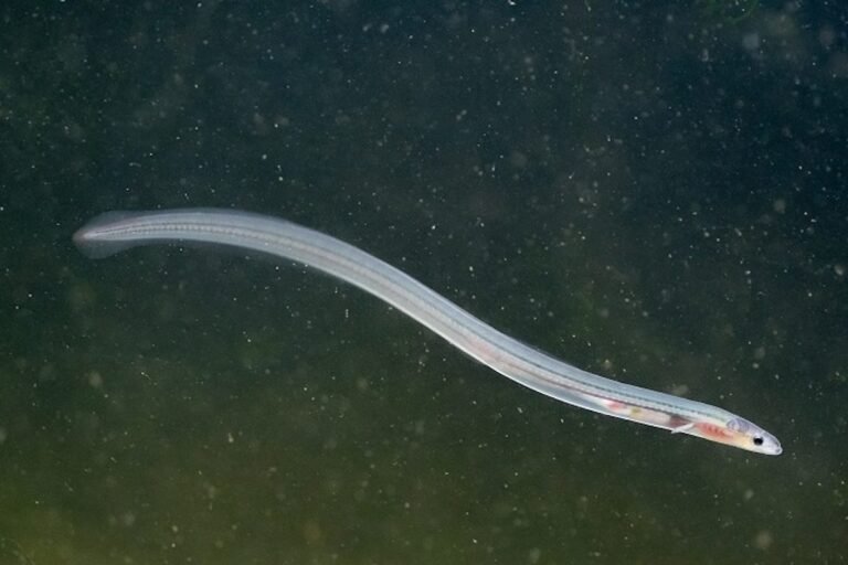 Endangered Eels a Top Target for Traffickers in Europe