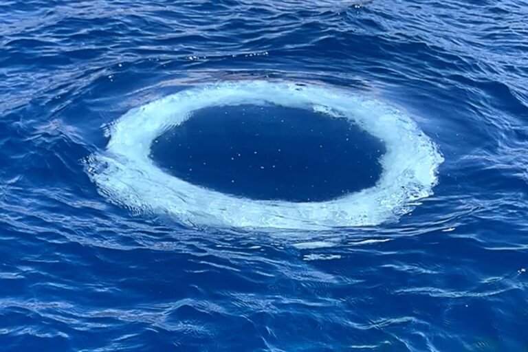 Humpback Whales Are Blowing ‘Bubble Rings’ at Boats. Are They Trying to Communicate? Humpback Whales Are Blowing ‘Bubble Rings’ at Boats. Are They Trying to Communicate?