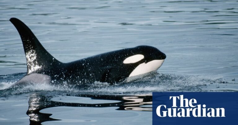 Killer whales seen grooming each other with kelp in first for marine tool use | Cetaceans