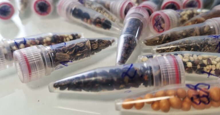 Scientists Are Sending Cannabis Seeds to Space