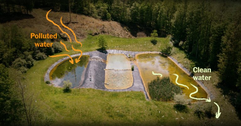 Streams Were Dying in West Virginia. Here’s How They’re Coming Back.