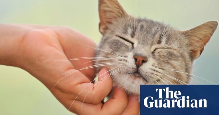 Train police in how pets are used by domestic abusers, says charity | Domestic violence
