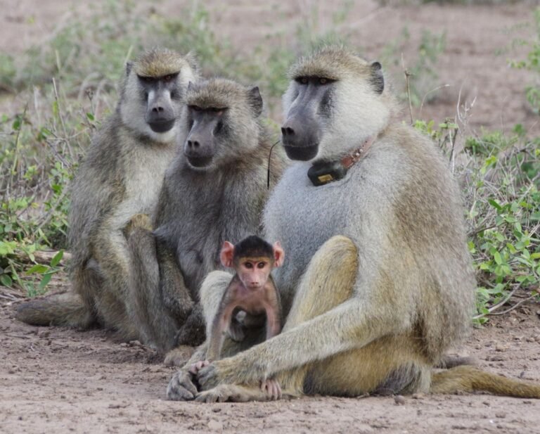 When Baboon Dads Stick Around, Their Daughters Live Longer
