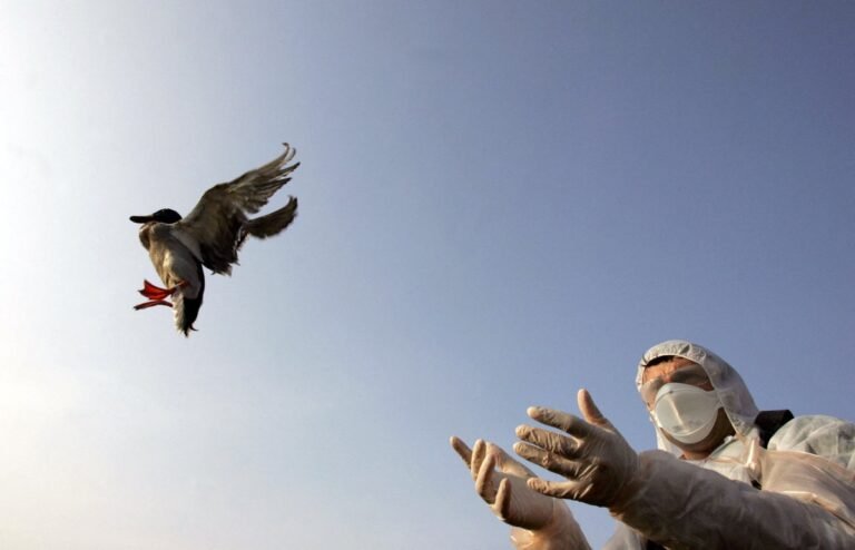 Bird Flu Is out of the News but Still Circulating Bird Flu Is out of the News but Still Circulating