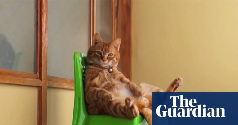 CatVideoFest: how clips of cute kitties spawned a million-dollar movie franchise | Cats