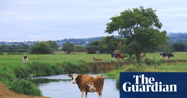 England’s farmers to get new payments for cleaning up waterways | Farming