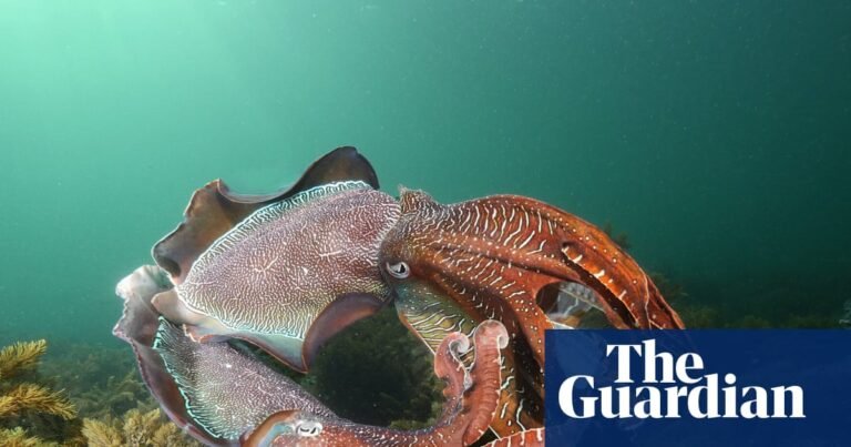 Fears for South Australia’s annual cuttlefish gathering amid deadly algal bloom | Marine life