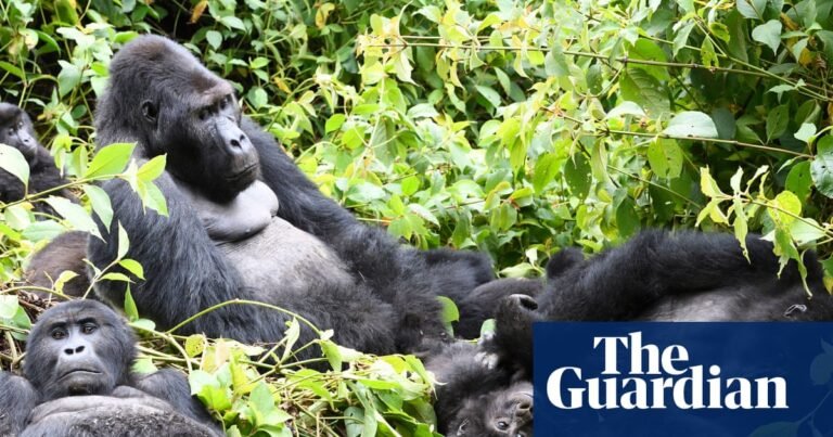 Gorilla habitats and pristine forest at risk as DRC opens half of country to oil and gas drilling bids | Oil Gorilla habitats and pristine forest at risk as DRC opens half of country to oil and gas drilling bids | Oil