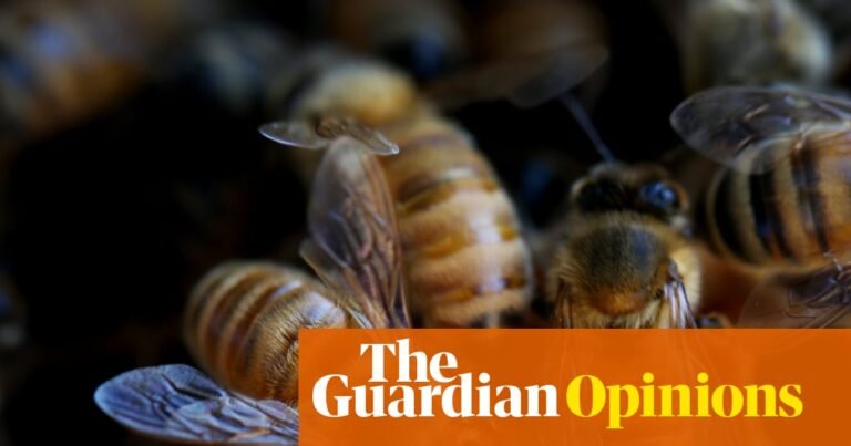 I was terrified of bees – until the day 30,000 of them moved into my house | Pip Harry I was terrified of bees – until the day 30,000 of them moved into my house | Pip Harry