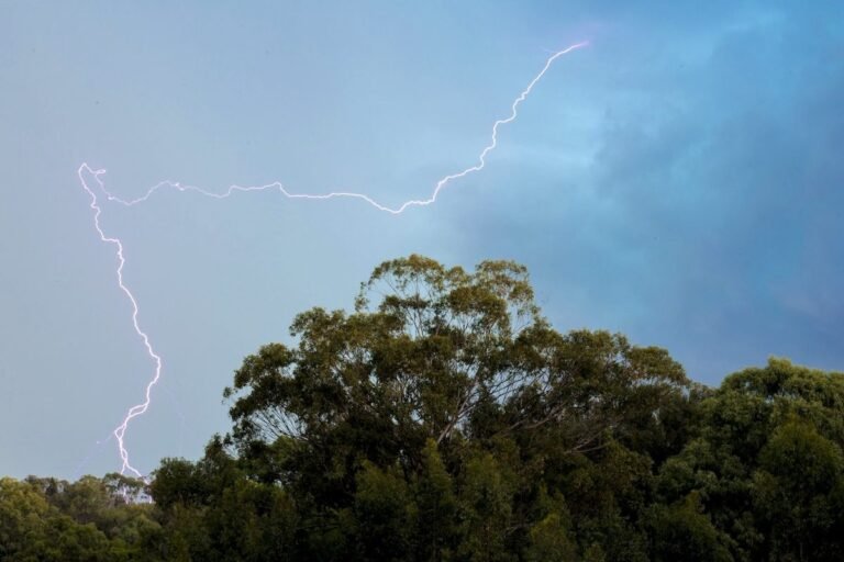 Lightning Kills 320 Million Trees Yearly. With Warming, the Toll Could Rise Lightning Kills 320 Million Trees Yearly. With Warming, the Toll Could Rise
