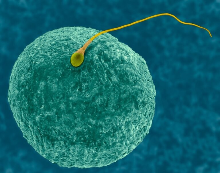 Male Birth Control Pill YCT-529 Passes Human Safety Test