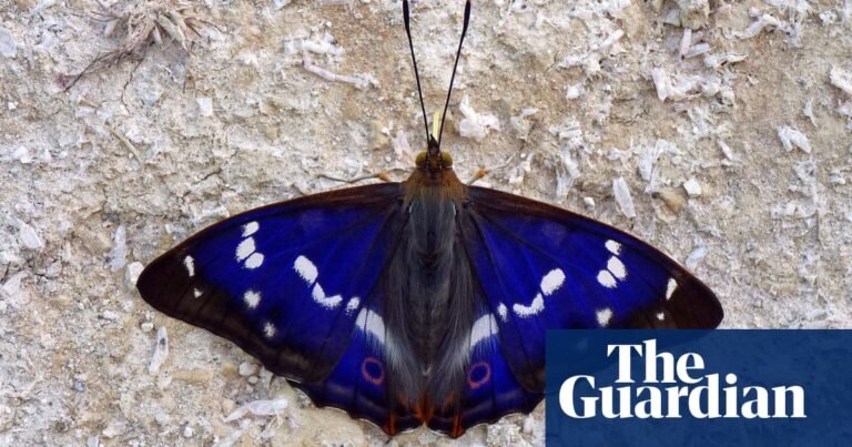 Rare butterfly hits purple patch at Sussex rewilding project | Butterflies