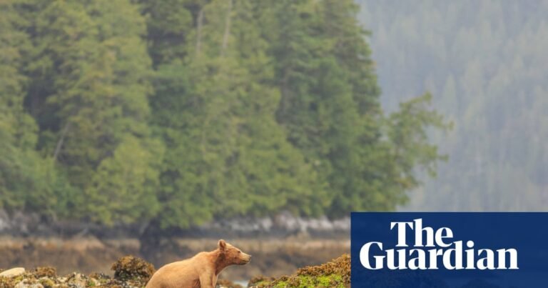 Shooting of bear that swam to tiny Canadian island frustrates First Nations | Canada