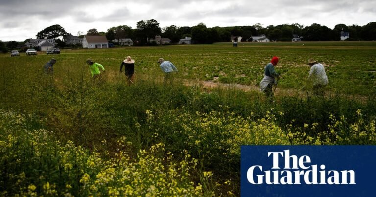 Trump administration yanks $15m in research into Pfas on US farms: ‘not just stupid, it’s evil’ | Trump administration