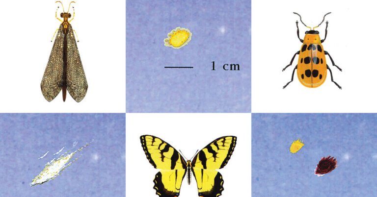 What’s That Splatter on Your Windshield?