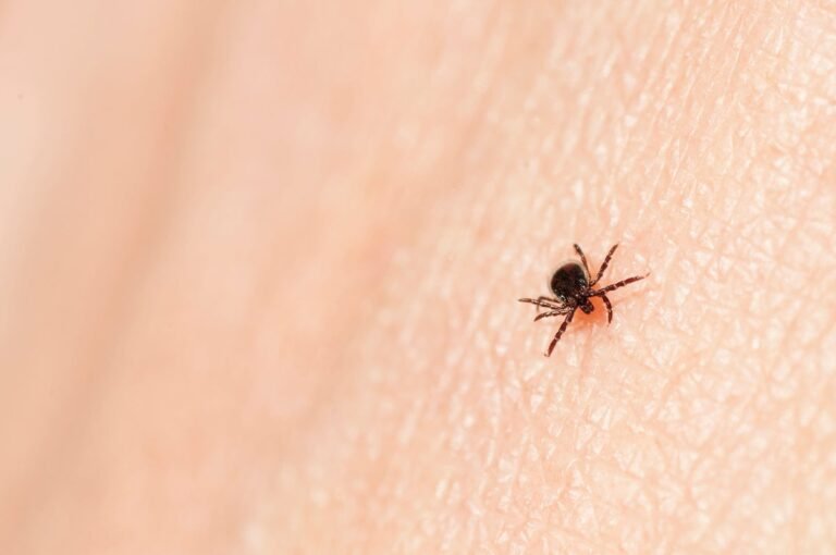 Why Ticks and Lyme Disease Are Soaring This Summer Why Ticks and Lyme Disease Are Soaring This Summer