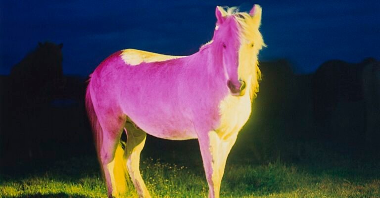 Your Horses Your Horses