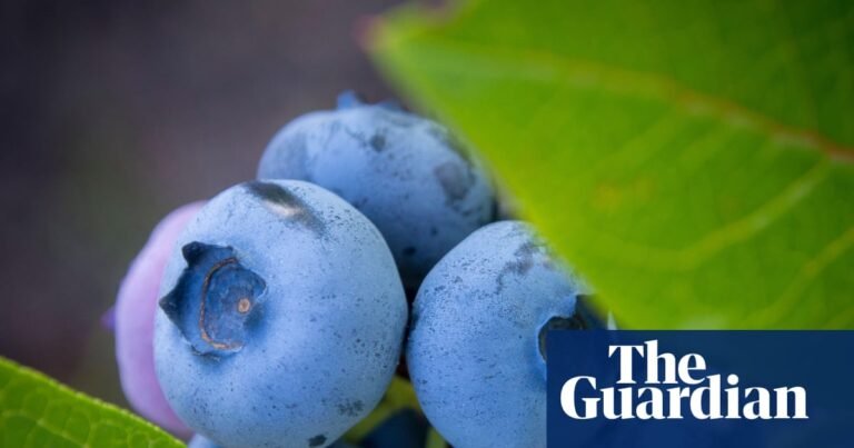 ‘Excellent size’: UK blueberry crop up nearly a quarter after warm spring | Food & drink industry