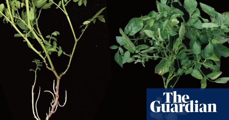 ‘This wasn’t obvious’: the potato evolved from a tomato ancestor, researchers find | Biology