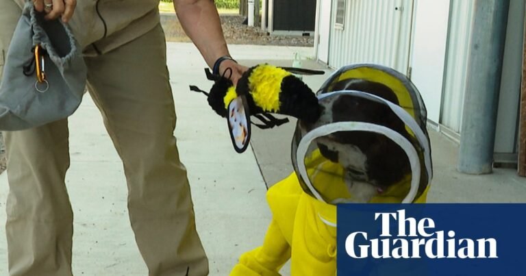 All the buzz: US dog helps researchers identify bacteria that harms honeybees | US news