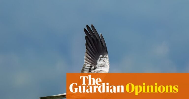 An abundance of butterflies and birds arrived this summer: nature is ready to spring back – if we let it | Patrick Barkham An abundance of butterflies and birds arrived this summer: nature is ready to spring back – if we let it | Patrick Barkham
