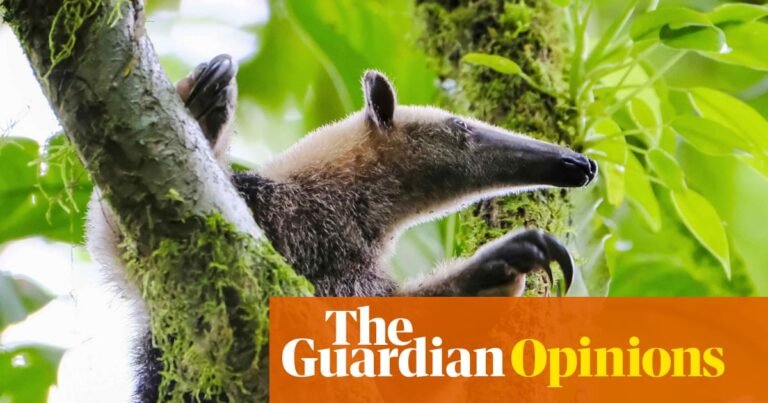 Animals keep evolving into anteaters. Could this be the future of humanity? | Helen Pilcher