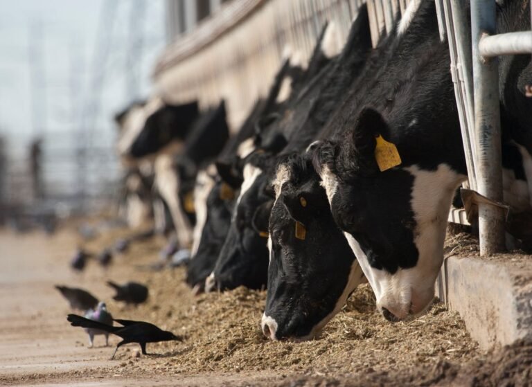 Bird Flu Could Be Spreading through the Air on Dairy Farms, Preliminary Study Shows Bird Flu Could Be Spreading through the Air on Dairy Farms, Preliminary Study Shows