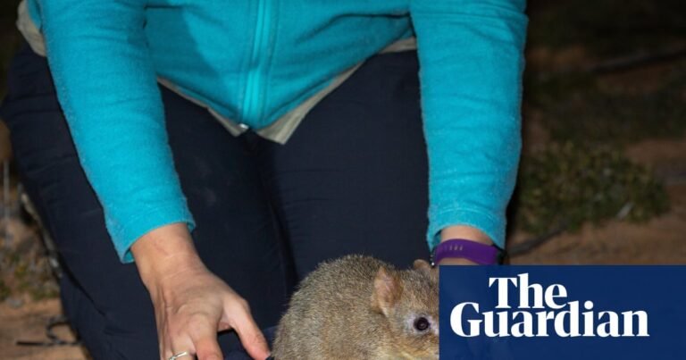 Brush-tailed bettongs released into Mount Gibson sanctuary – video | Endangered species