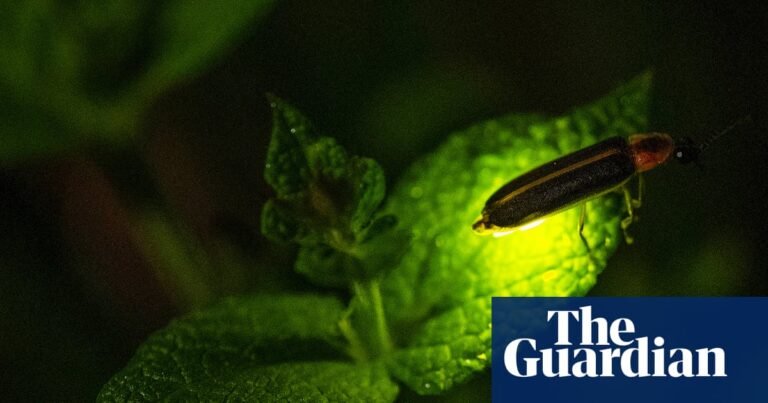 Climate change is killing fireflies – threatening a US summer ritual | Insects Climate change is killing fireflies – threatening a US summer ritual | Insects