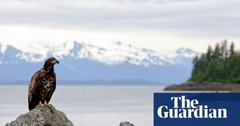 Fire in the hole: the Indigenous crews blasting the Alaskan rainforest to save it | Alaska