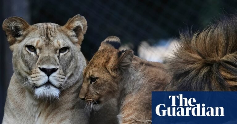 Four rare Barbary lion cubs born at Czech zoo | Endangered species Four rare Barbary lion cubs born at Czech zoo | Endangered species