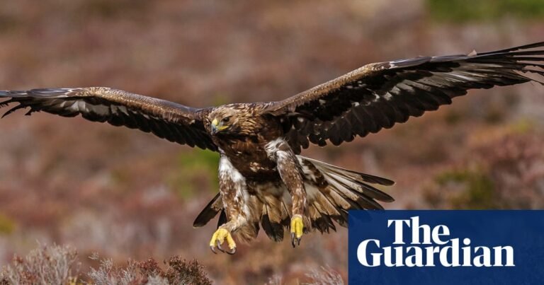 Golden eagles poised for reintroduction in England | Birds