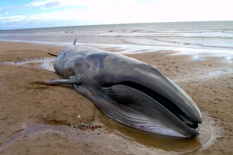 In Scotland, Whale Strandings Have More Than Tripled