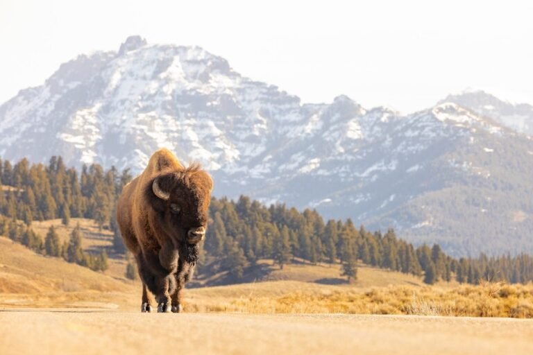 In Yellowstone, Restored Bison Replenish Grasslands