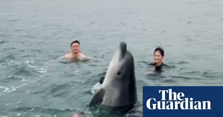 Injured dolphin surprises family on morning swim in Dorset – video | Marine life