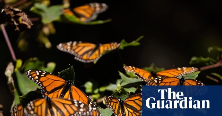 Monarch butterflies’ mass die off in 2024 caused by pesticide exposure – study | California Monarch butterflies’ mass die off in 2024 caused by pesticide exposure – study | California