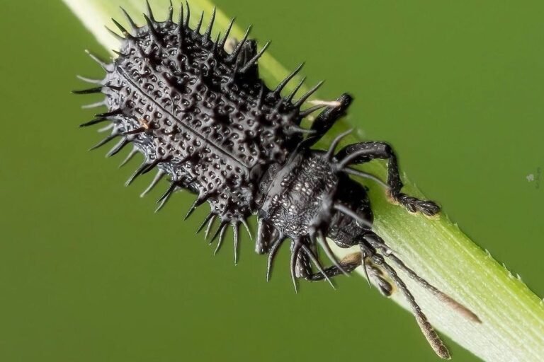 More Intense El Niños May Be Driving Loss of Tropical Insects