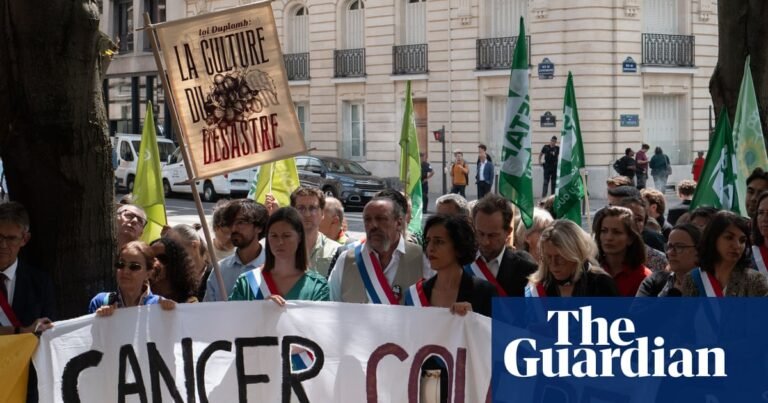 Plan to reintroduce banned pesticide in France overruled by constitutional council | Pesticides Plan to reintroduce banned pesticide in France overruled by constitutional council | Pesticides