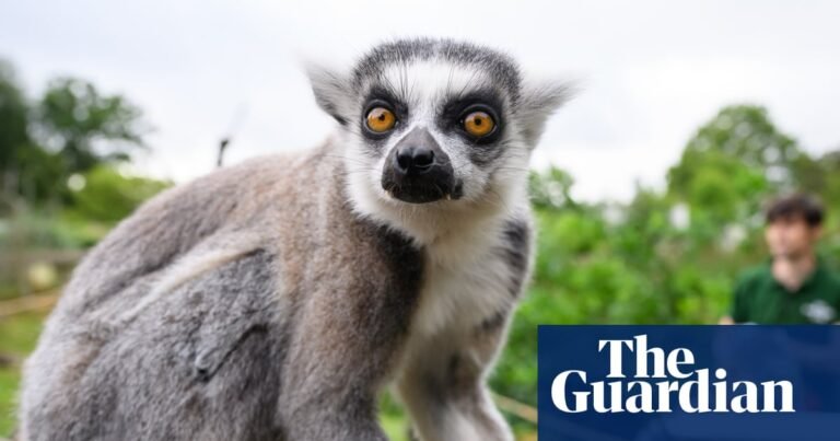 Primates with longer thumbs tend to have bigger brains, research finds | Evolution