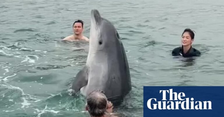 Public warned to keep away from injured dolphin filmed with Dorset swimmers | Dolphins Public warned to keep away from injured dolphin filmed with Dorset swimmers | Dolphins