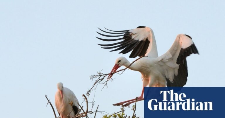 Rewilding group to assess possible return of white storks to London | Rewilding