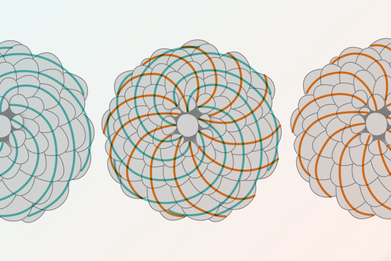 Students Find Hidden Fibonacci Sequence in Classic Probability Puzzle