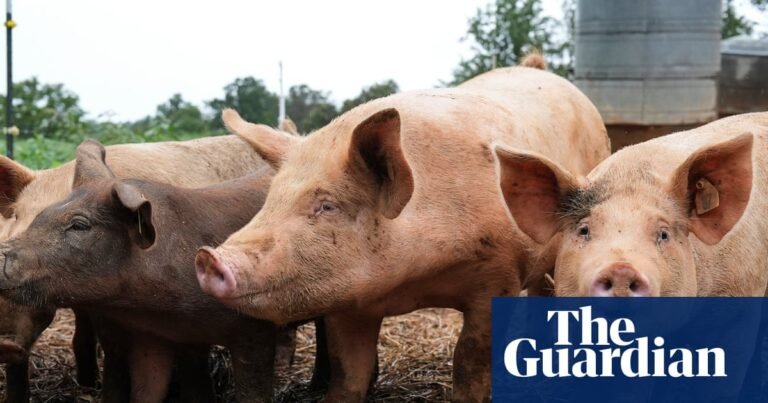 Surgeons transplant pig lung into brain dead human recipient for first time | Medical research