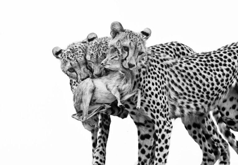 The Best Wildlife Photography of the Year The Best Wildlife Photography of the Year