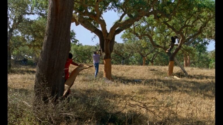 ‘The Seasons,’ Film on Alentejo, Portugal at Locarno, Gets Trailer 'The Seasons' film still