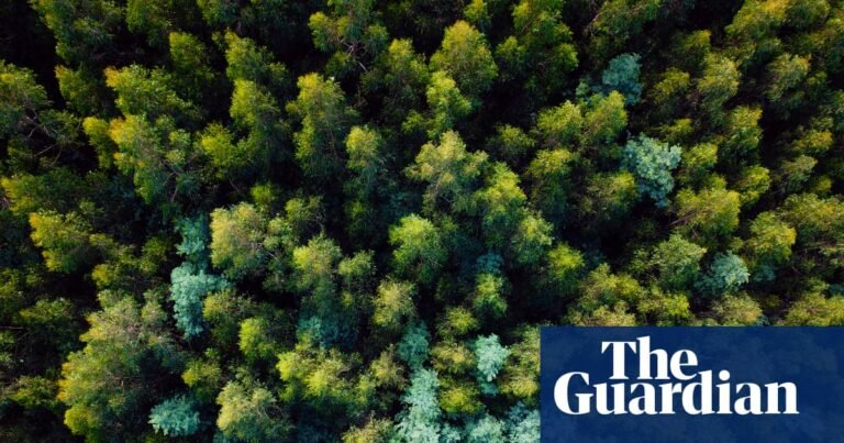Victoria’s mountain ash forests could lose a quarter of giant trees as temperatures rise | Environment