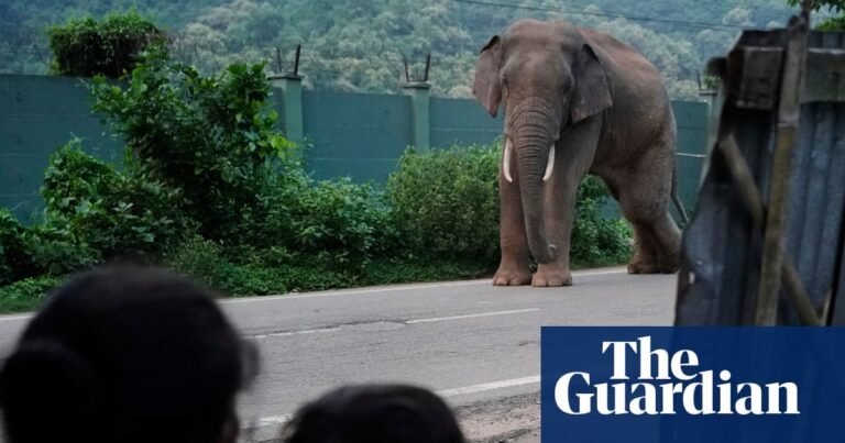 Week in wildlife: A wild elephant, a playful dolphin and fighting zebras