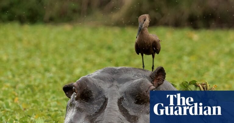 Week in wildlife: a hippo with a hitchhiker, a wallaby jailbreak and a fly on the wall | Environment