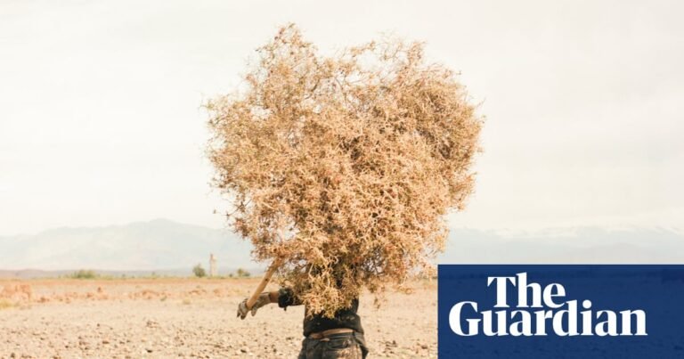 Where camels die of thirst: Morocco’s oasis emergency – in pictures | Art and design Where camels die of thirst: Morocco’s oasis emergency – in pictures | Art and design