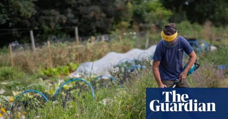 ‘A natural antidepressant’: how working with the land is helping ex-prisoners | Prisons and probation ‘A natural antidepressant’: how working with the land is helping ex-prisoners | Prisons and probation